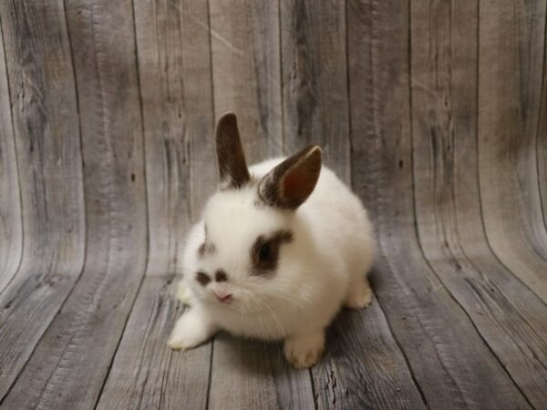 Netherland Dwarf-RABBIT-Male--26746-Petland Racine, Wisconsin