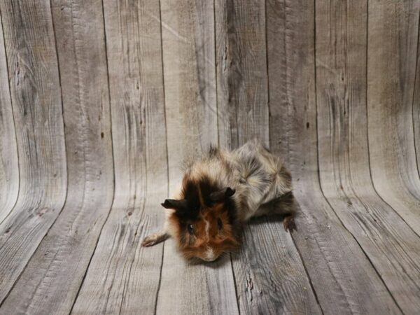 Abyssinian Guinea Pig GUINEA PIG Male 26739 Petland Racine, Wisconsin