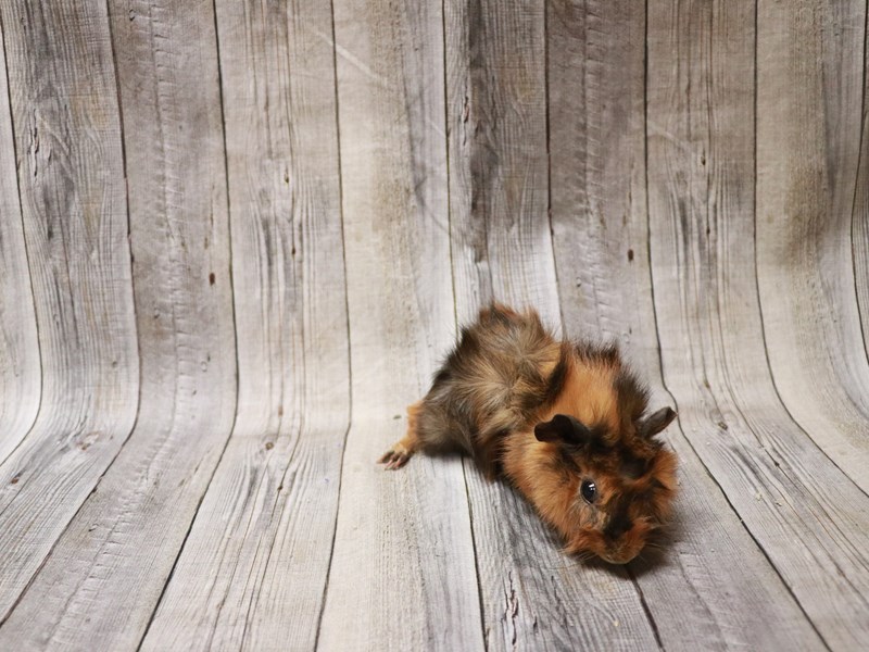 Abyssinian Guinea Pig