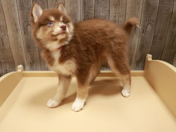 Pomsky DOG Female Chocolate 26772 Petland Racine, Wisconsin