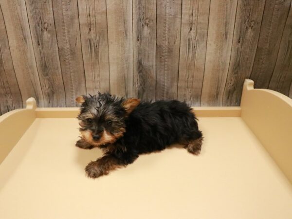 Silky Terrier DOG Male Black / Tan 26771 Petland Racine, Wisconsin