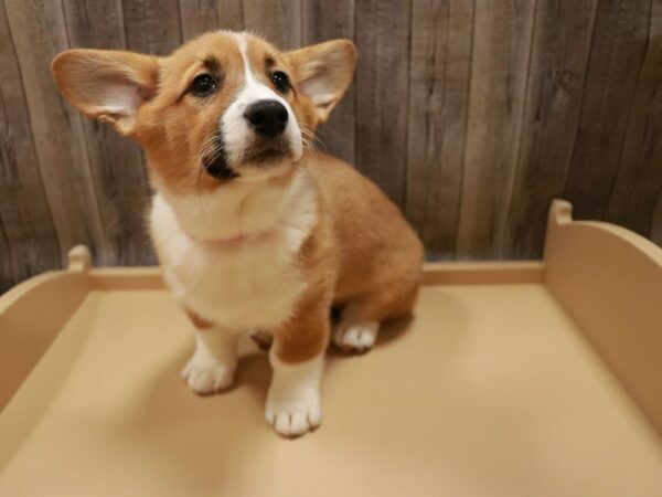 Pembroke Welsh Corgi DOG Female Red / White 26770 Petland Racine, Wisconsin