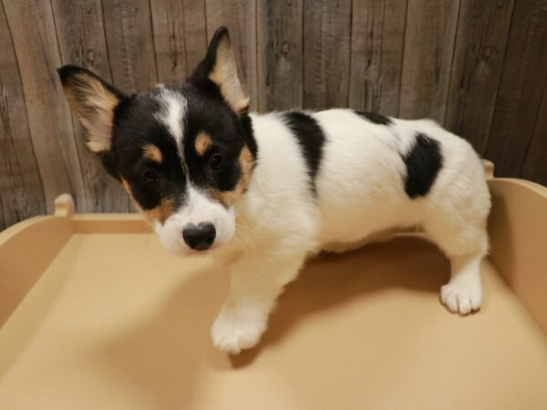 Pembroke Welsh Corgi DOG Male Black 26769 Petland Racine, Wisconsin