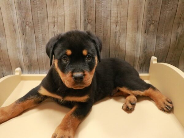 Rottweiler DOG Male Black / Tan 26768 Petland Racine, Wisconsin