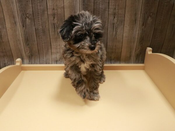 Min Schnauzer-DOG-Female-Blue Merle-26765-Petland Racine, Wisconsin