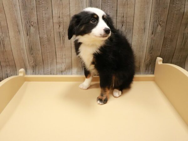 Australian Shepherd DOG Male Black / White 26763 Petland Racine, Wisconsin