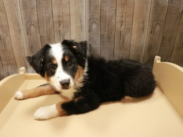 Australian Shepherd DOG Male Black 26764 Petland Racine, Wisconsin