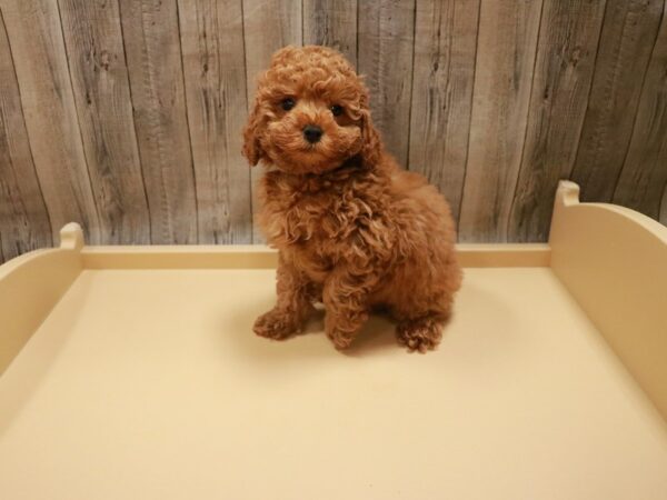 Poodle DOG Male Red 26762 Petland Racine, Wisconsin