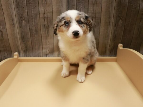 Australian Shepherd DOG Female Blue Merle / White 26761 Petland Racine, Wisconsin