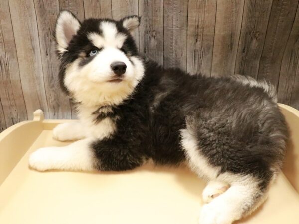 Siberian Husky-DOG-Male-Black / White-26759-Petland Racine, Wisconsin