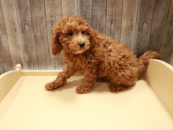 Goldendoodle Mini 2nd Gen-DOG-Male-Red-26757-Petland Racine, Wisconsin