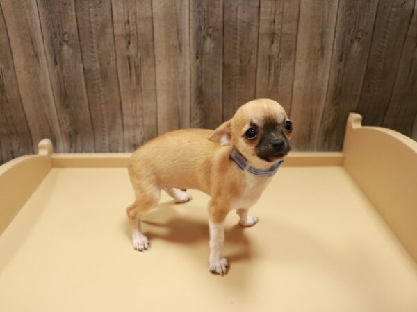 Chihuahua DOG Male Red Fawn 26755 Petland Racine, Wisconsin