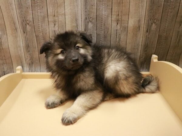 Keeshond DOG Male Black / Silver 26754 Petland Racine, Wisconsin