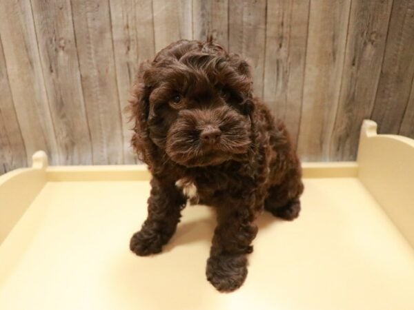 Cockapoo DOG Female Chocolate 26753 Petland Racine, Wisconsin