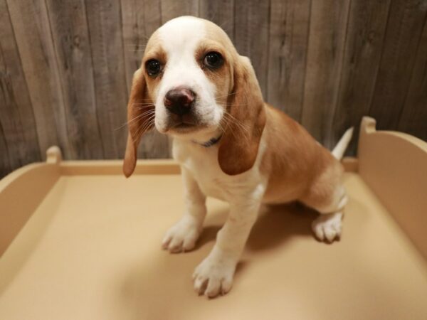 Beagle-DOG-Female-LEMON/WH-26745-Petland Racine, Wisconsin