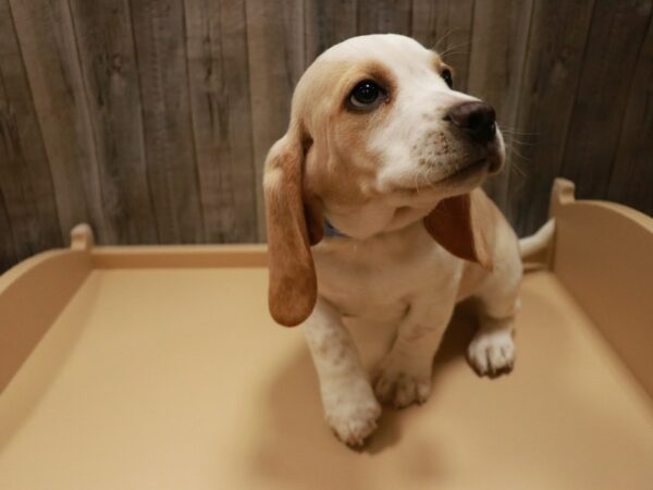 Beagle DOG Male LEMON/WH 26744 Petland Racine, Wisconsin