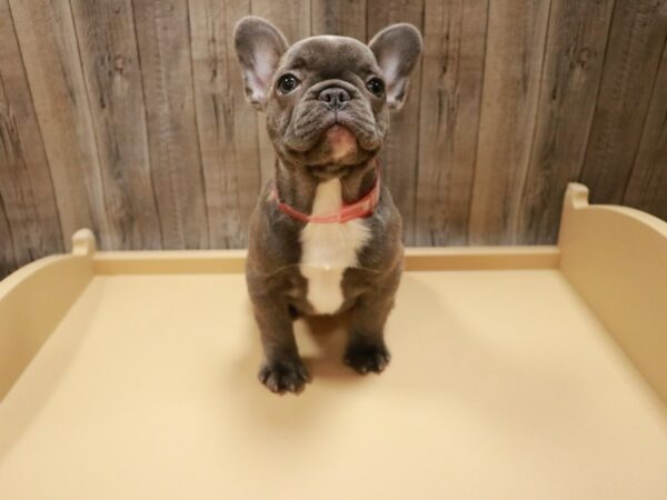 French Bulldog-DOG-Female-Blue brindle-26742-Petland Racine, Wisconsin