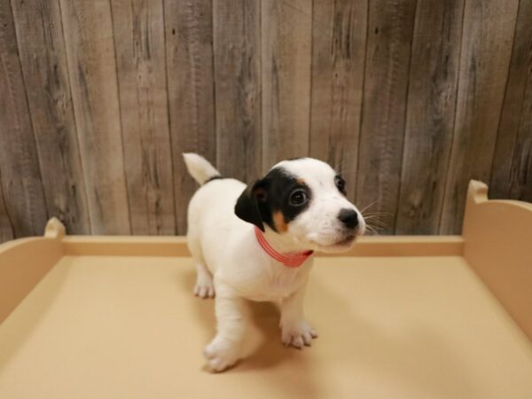 Jack Russell Terrier DOG Male TRI 26806 Petland Racine, Wisconsin