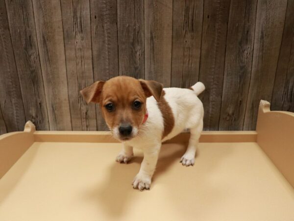 Jack Russell Terrier-DOG-Male-BROWN/WHITE-26805-Petland Racine, Wisconsin