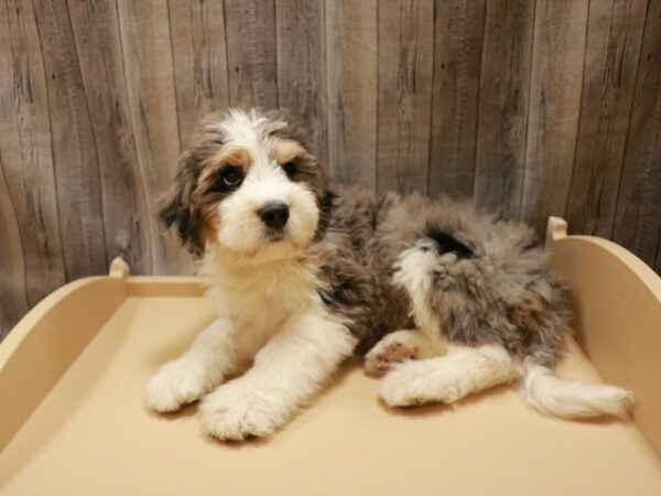 Bernadoodle DOG Male Blue Merle 26804 Petland Racine, Wisconsin