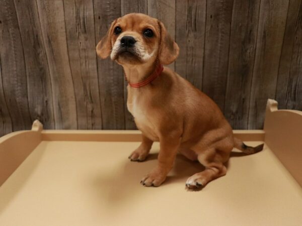 Frengle-DOG-Female-Dark Brown-26803-Petland Racine, Wisconsin