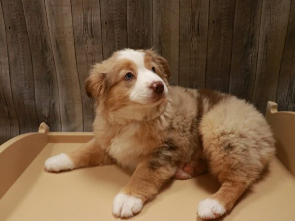 Australian Shepherd DOG Female Chocolate Merle 26801 Petland Racine, Wisconsin