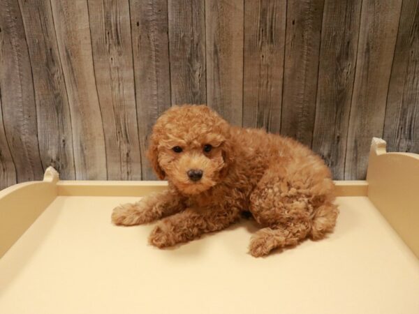 Poodle DOG Male Red 26800 Petland Racine, Wisconsin