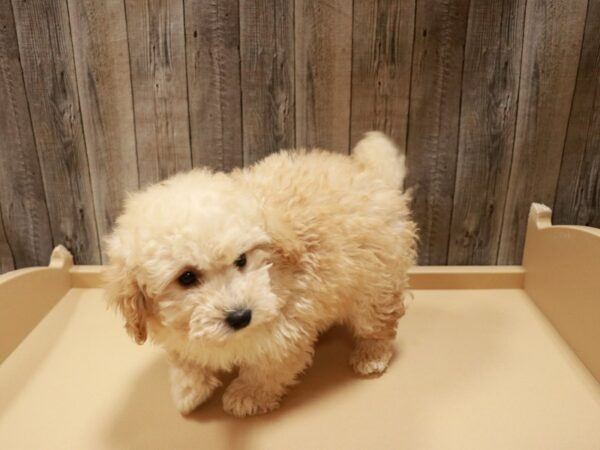 Poodle DOG Male Apricot 26797 Petland Racine, Wisconsin