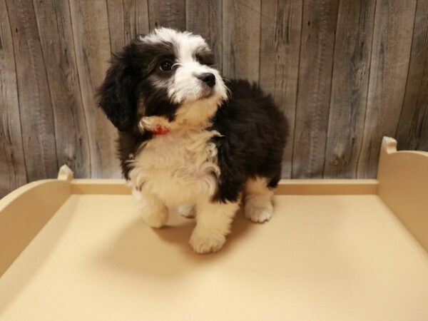 Aussiepoo DOG Female Black / White 26796 Petland Racine, Wisconsin