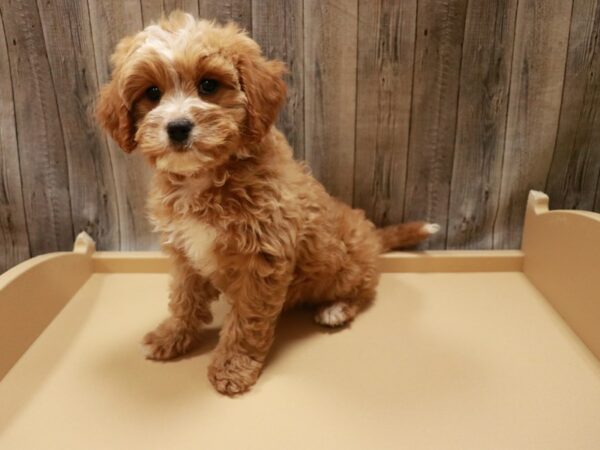 Cavapoo-DOG-Female-Red-26795-Petland Racine, Wisconsin