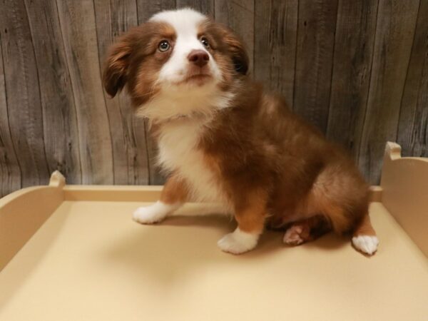 Australian Shepherd DOG Male Red 26793 Petland Racine, Wisconsin