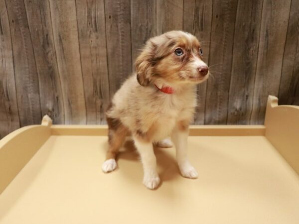 Miniature Australian Shepherd-DOG-Female-Red Merle-26792-Petland Racine, Wisconsin