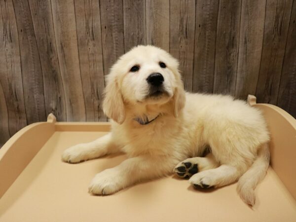 Golden Retriever-DOG-Male-Cream-26790-Petland Racine, Wisconsin