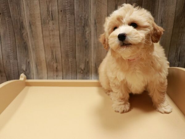 Goldendoodle Mini 2nd Gen DOG Female Apricot 26789 Petland Racine, Wisconsin