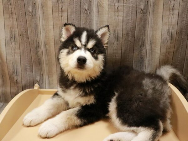 Siberian Husky-DOG-Male-Black / White-26787-Petland Racine, Wisconsin