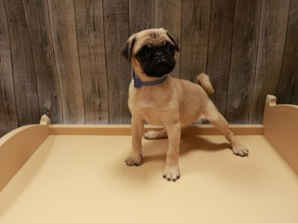 Pug DOG Male Fawn 26786 Petland Racine, Wisconsin