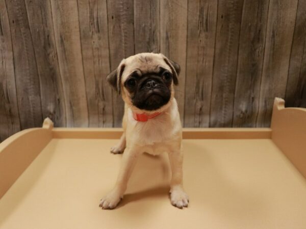 Pug DOG Female Fawn 26785 Petland Racine, Wisconsin