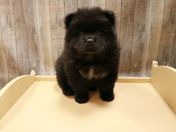 Chow Chow DOG Female Black 26784 Petland Racine, Wisconsin