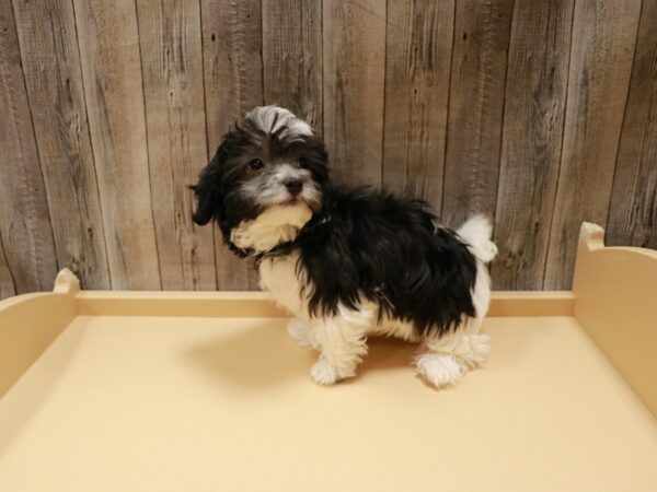 Havanese DOG Male Black / White 26783 Petland Racine, Wisconsin