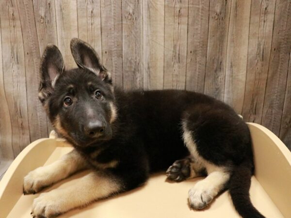 German Shepherd Dog-DOG-Male-Black / Tan-26782-Petland Racine, Wisconsin