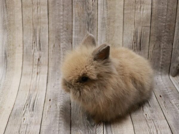 Lionhead RABBIT Female 26777 Petland Racine, Wisconsin