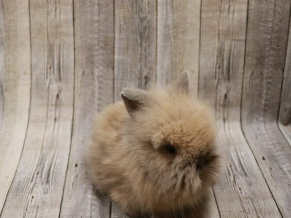 Lionhead RABBIT Female 26776 Petland Racine, Wisconsin