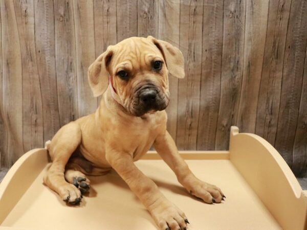 Boerboel-DOG-Male-FAWN-26831-Petland Racine, Wisconsin