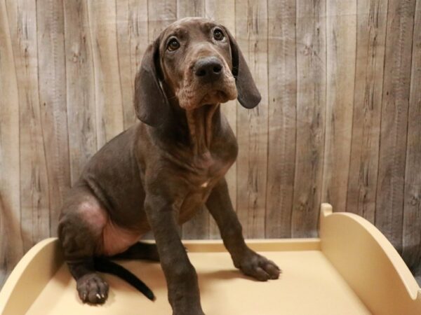 Great Dane DOG Female BLK 26830 Petland Racine, Wisconsin