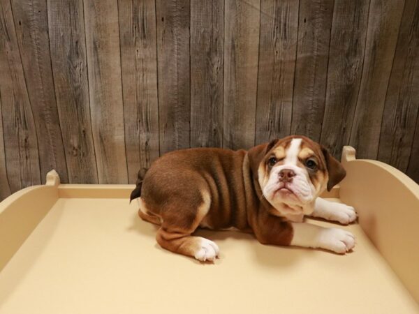 Victorian Bulldoge DOG Female Red / White 26828 Petland Racine, Wisconsin