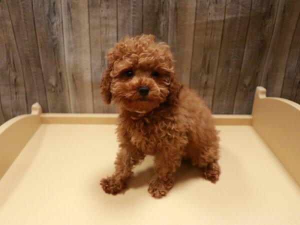 Poodle-DOG-Female-Red-26827-Petland Racine, Wisconsin