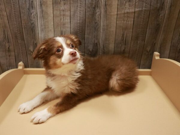 Miniature Australian Shepherd-DOG-Female-Red / White-26825-Petland Racine, Wisconsin