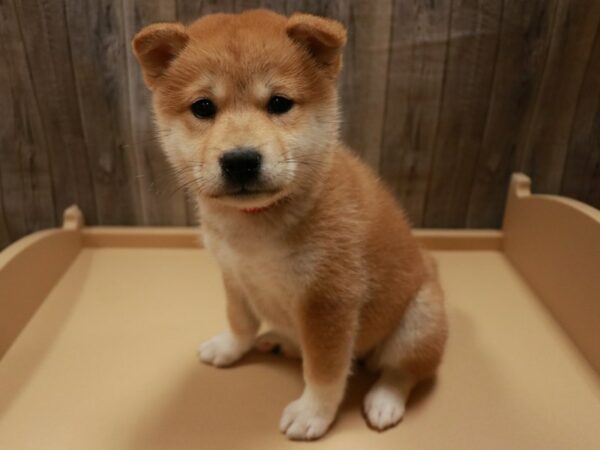 Shiba Inu-DOG-Female-Red-26824-Petland Racine, Wisconsin