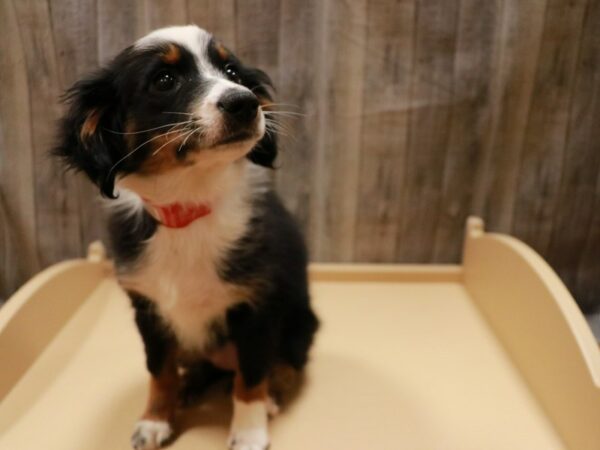 Miniature Australian Shepherd-DOG-Female-Black-26823-Petland Racine, Wisconsin