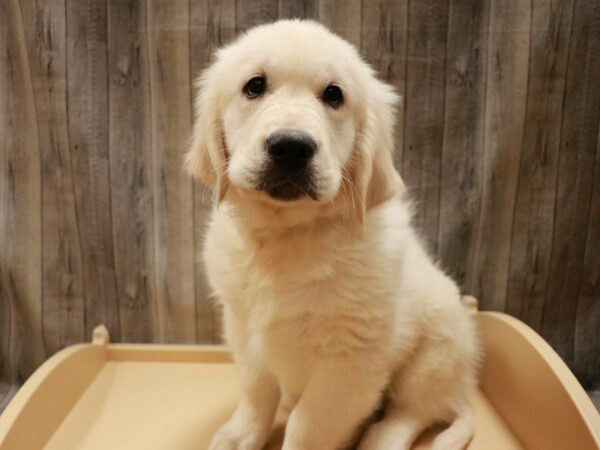 Golden Retriever-DOG-Male-Cream-26822-Petland Racine, Wisconsin